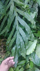 Microsorum membranifolium