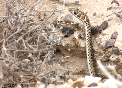 Psammophis leightoni