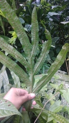 Microsorum membranifolium