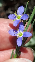 Heliophila adpressa