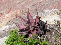 Aloe microstigma framesii