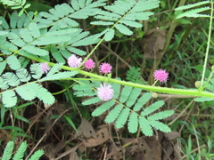 Mimosa diplotricha