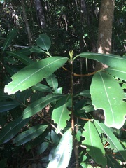 Brexiella