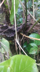 Microsorum membranifolium