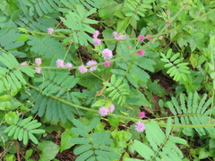 Mimosa diplotricha