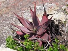 Aloe microstigma framesii