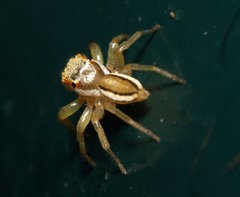 Epocilla