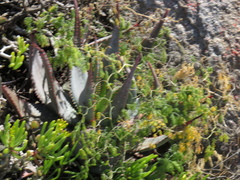 Aloe microstigma framesii