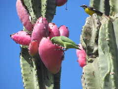 Forpus conspicillatus