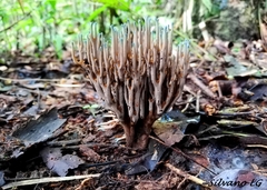 Phaeoclavulina cyanocephala