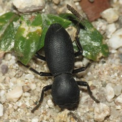 Zopherus gracilis