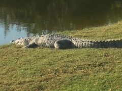 Alligator mississippiensis