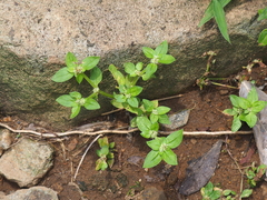 Spermacoce mauritiana