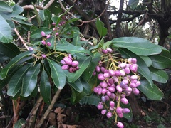 Protorhus longifolia