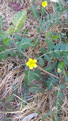 Tribulus