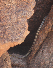 Psammophis trigrammus