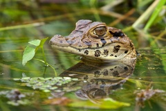 Melanosuchus niger