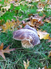 Boletus edulis