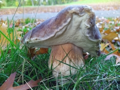 Boletus edulis