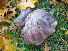 Boletus edulis