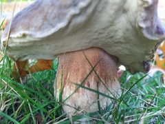 Boletus edulis