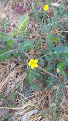 Tribulus