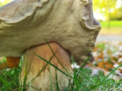 Boletus edulis