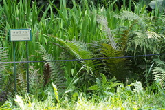 Matteuccia struthiopteris