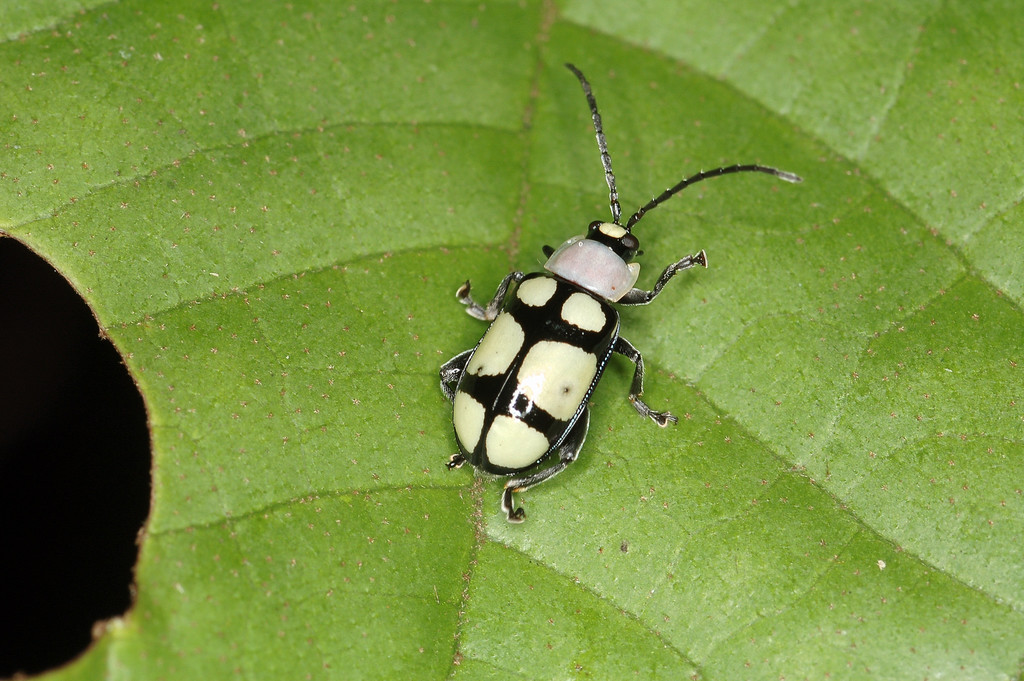 Omophoita octoguttata from Parque do Estado, São Paulo SP, Brasil on
