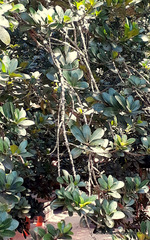 Madhuca diplostemon