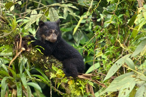 Spectacled Bear, photo 5 of 10