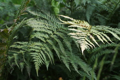 Matteuccia struthiopteris