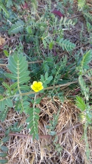Tribulus