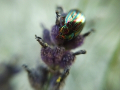 Chrysolina americana