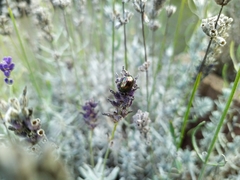 Chrysolina americana