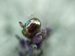 Chrysolina americana