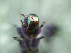Chrysolina americana