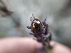 Chrysolina americana