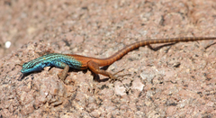 Platysaurus attenboroughi