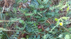 Tribulus
