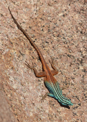Platysaurus attenboroughi