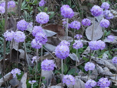 Primula denticulata