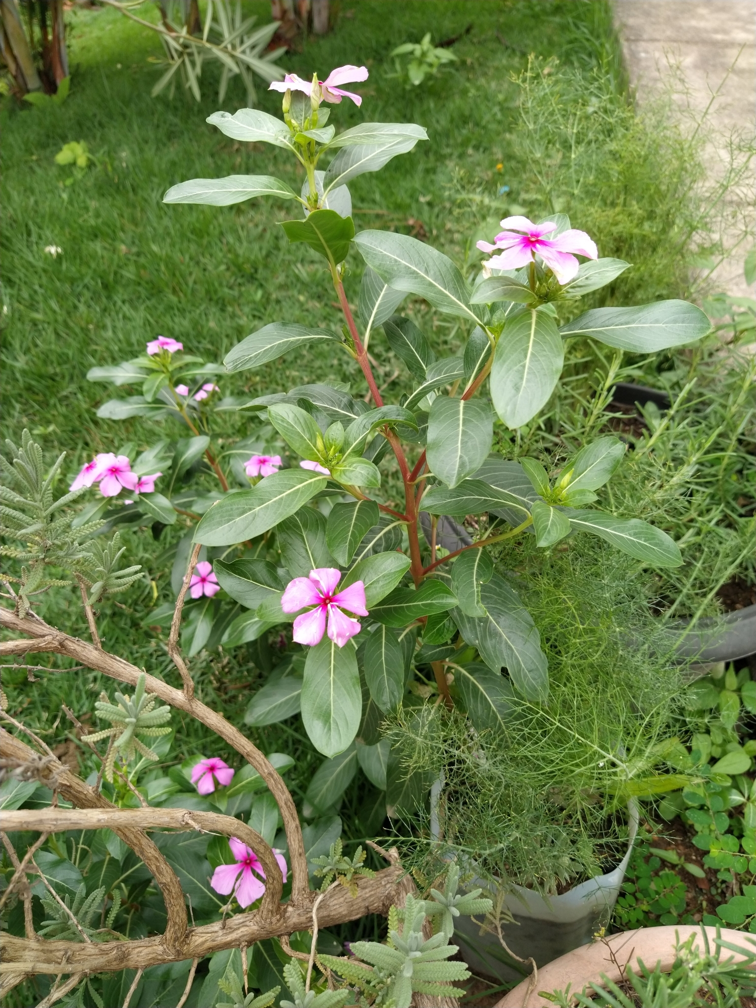 Catharanthus roseus