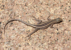 Platysaurus attenboroughi