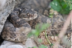 Bothrops pictus