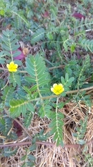 Tribulus