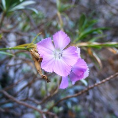 Dianthus rupicola