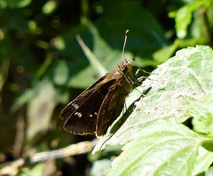 Cymaenes odilia
