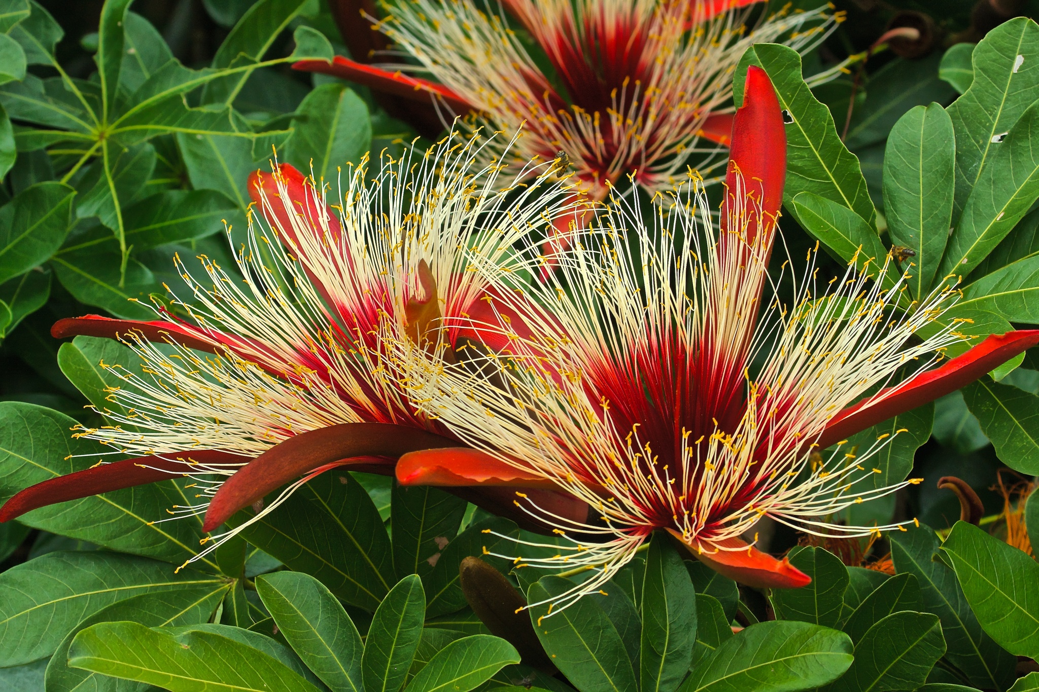 Pachira insignis