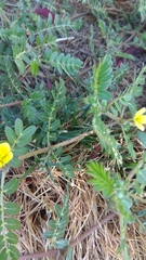 Tribulus